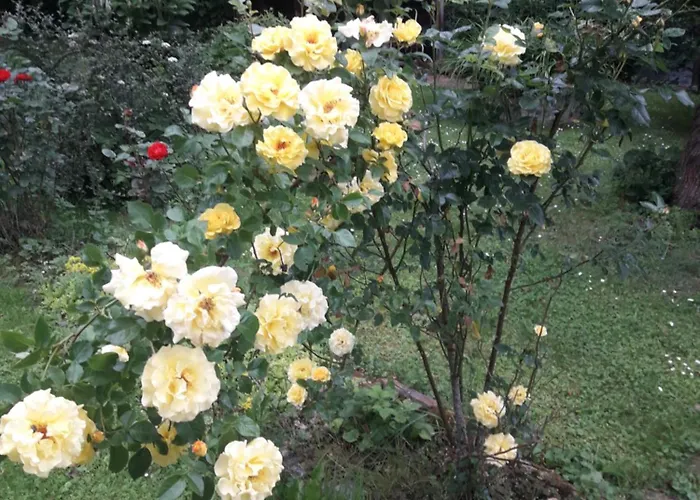 U Dany Wita Was W Otoczeniu Gor I Dzikiej Przyrody 公寓