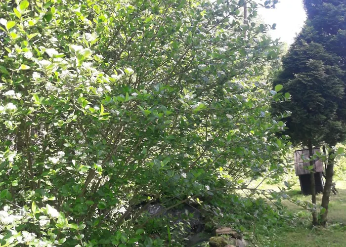 U Dany Wita Was W Otoczeniu Gor I Dzikiej Przyrody *